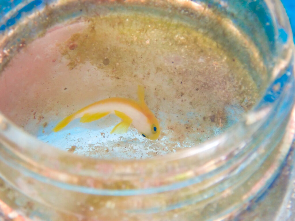 瀬底島 ダイビング