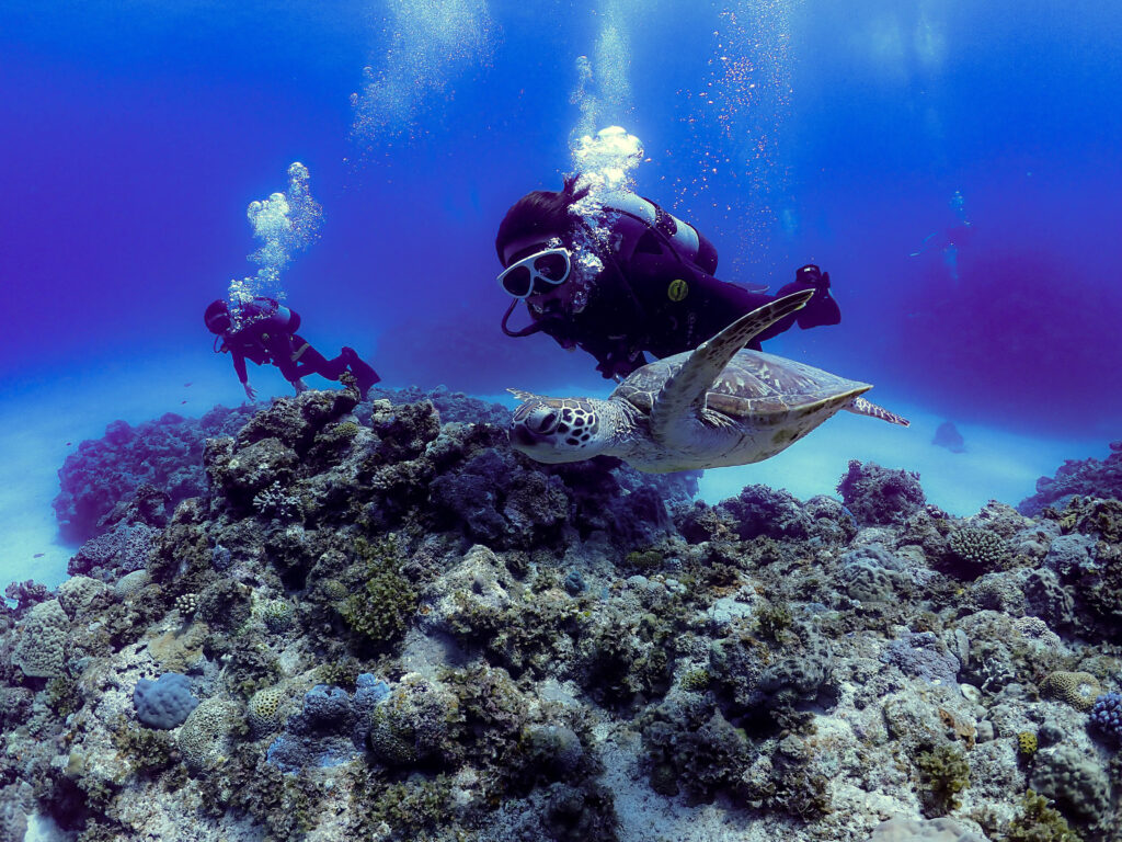 慶良間 ダイビング