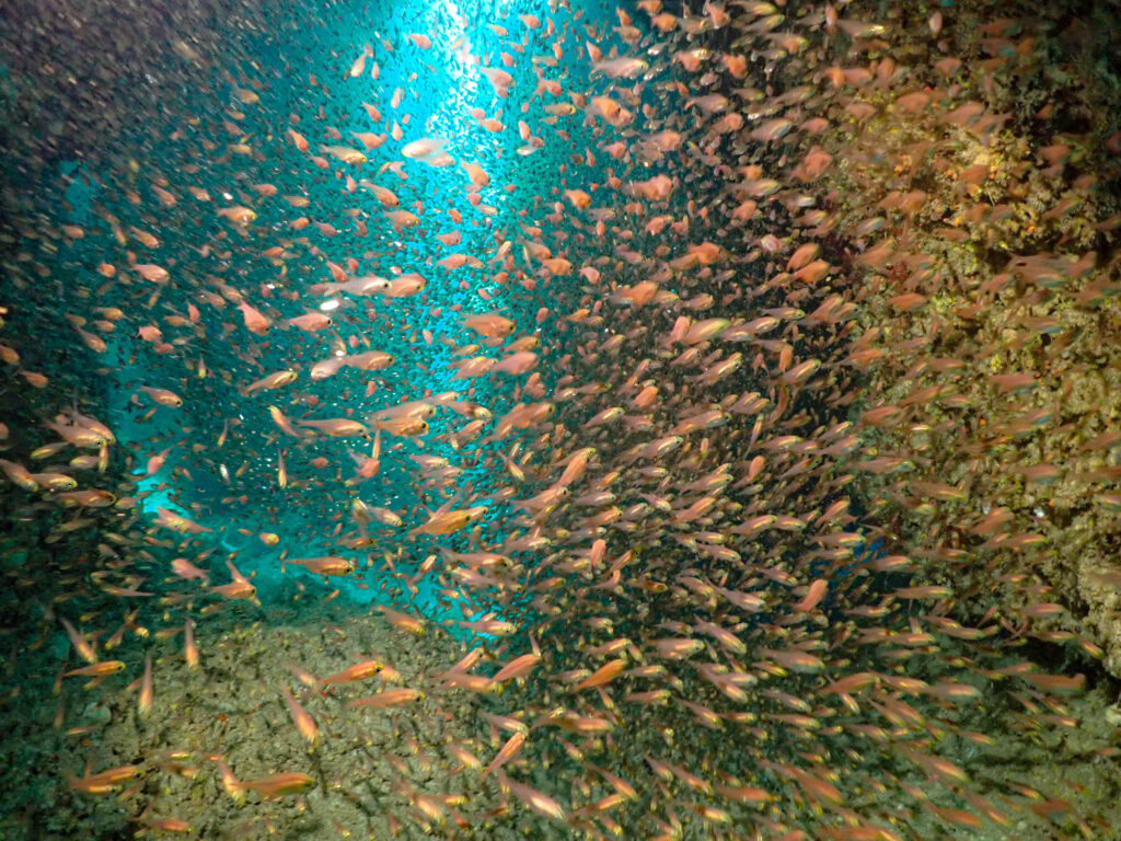 慶良間 ダイビング