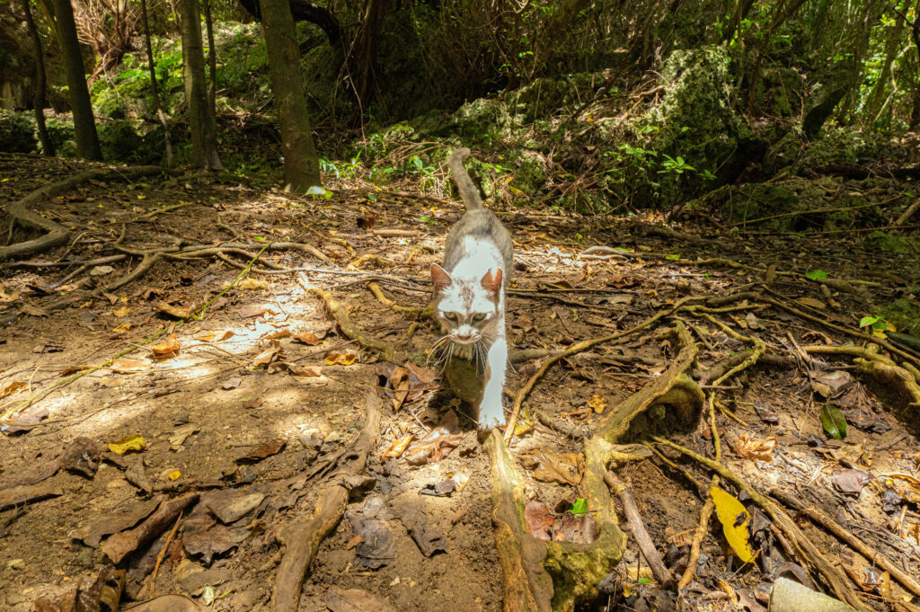沖縄　フォトツアー