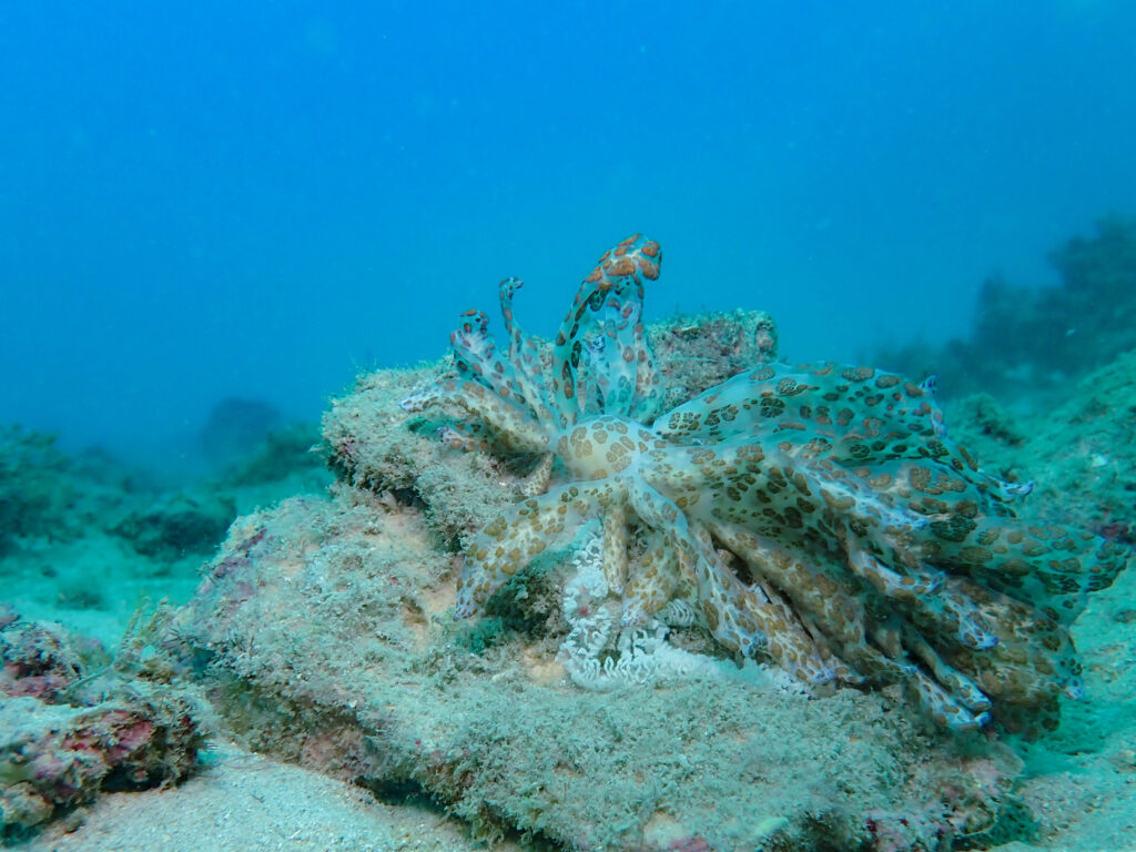 沖縄　ダイビング