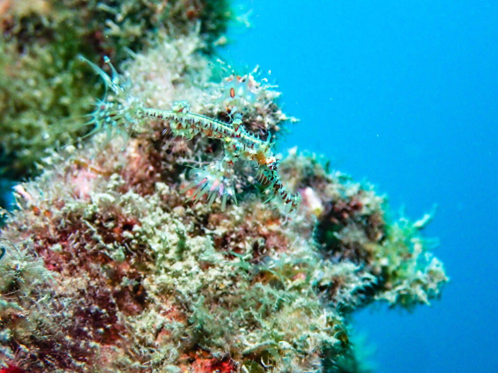 沖縄　ダイビング