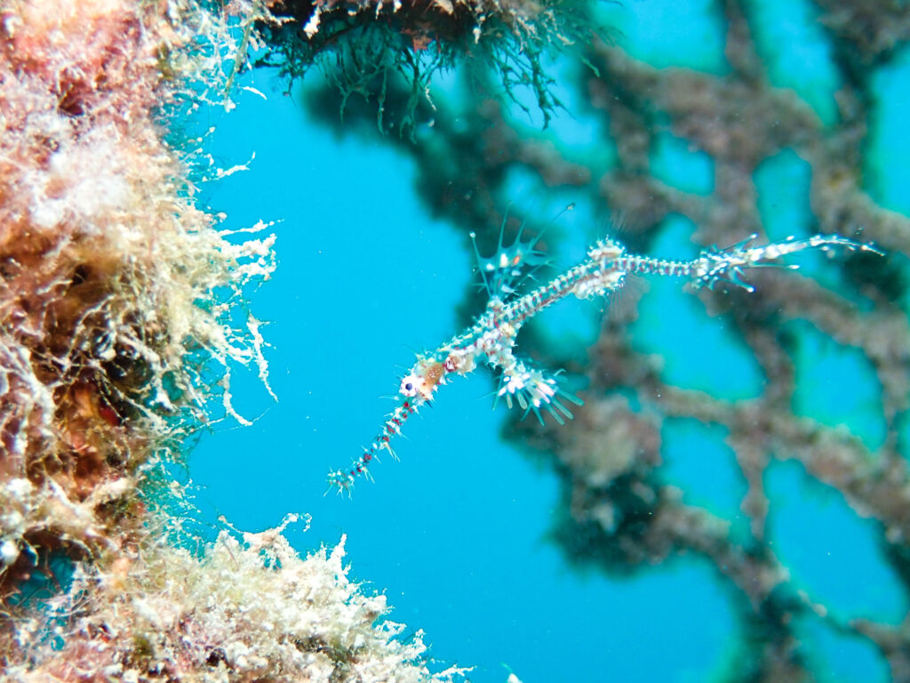 沖縄　ダイビング