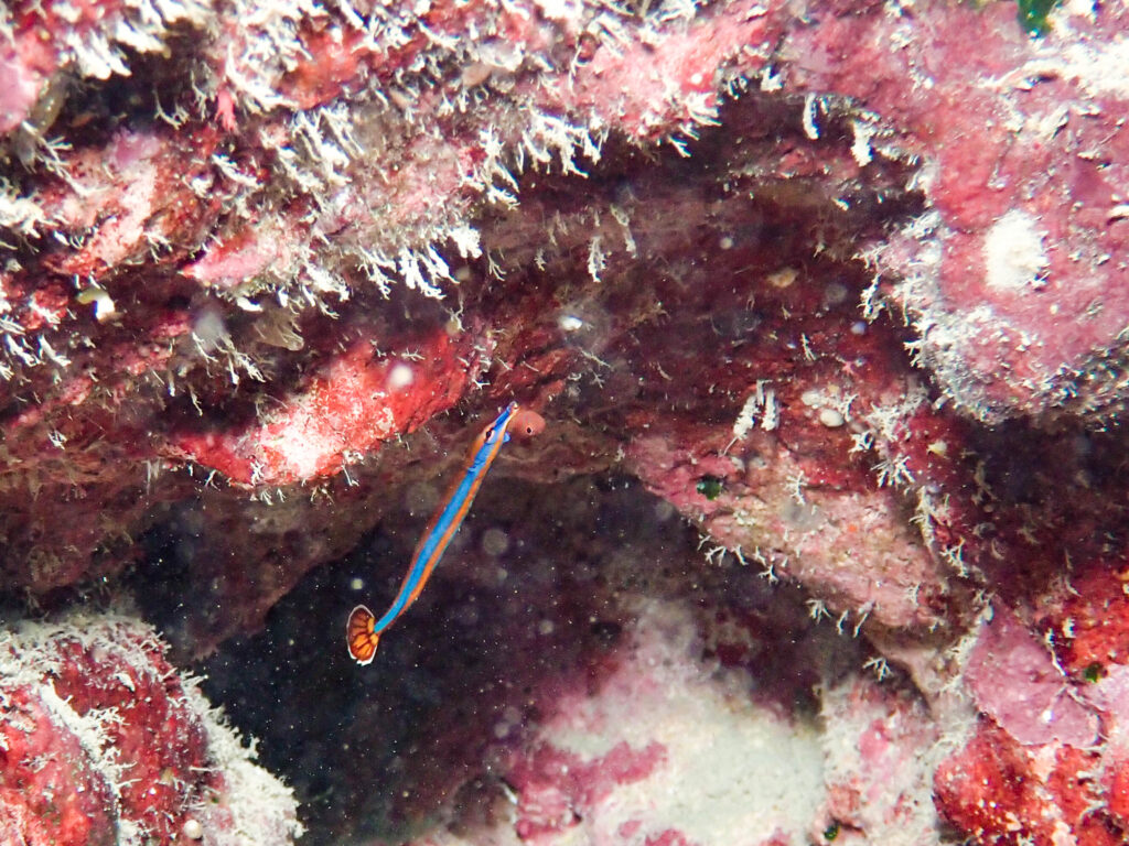 沖縄　ダイビング