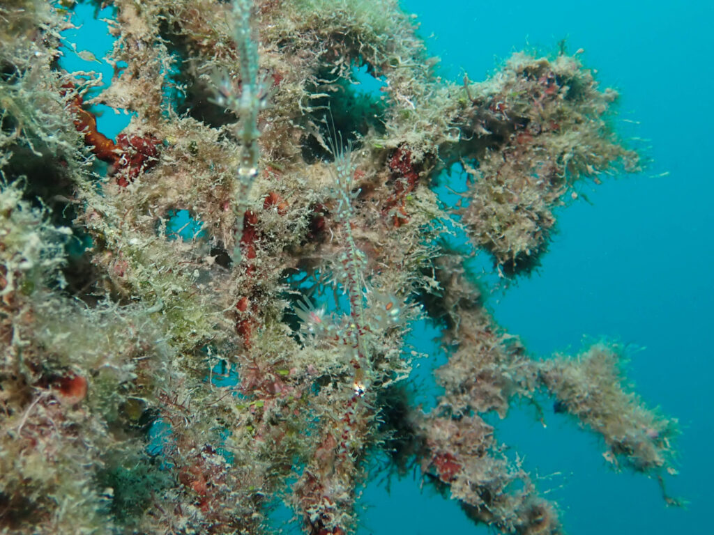 沖縄　ダイビング