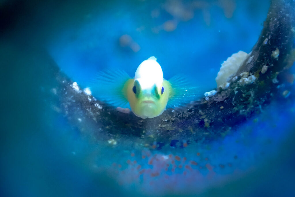 沖縄　ダイビング