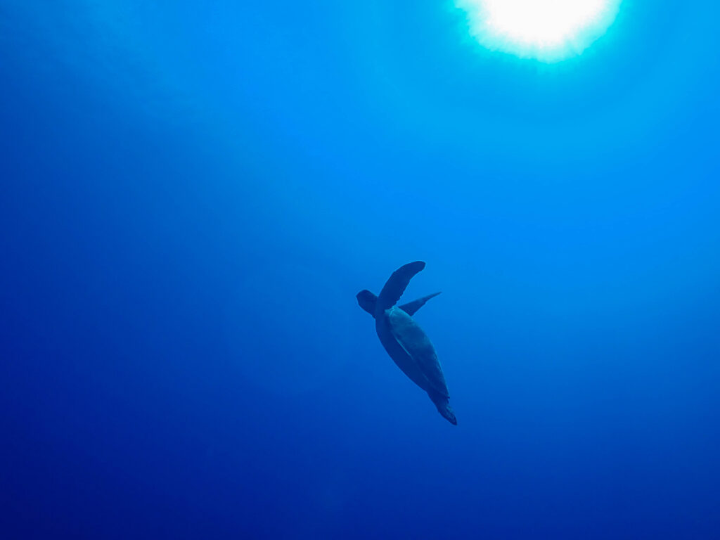 沖縄 ウミガメダイビング