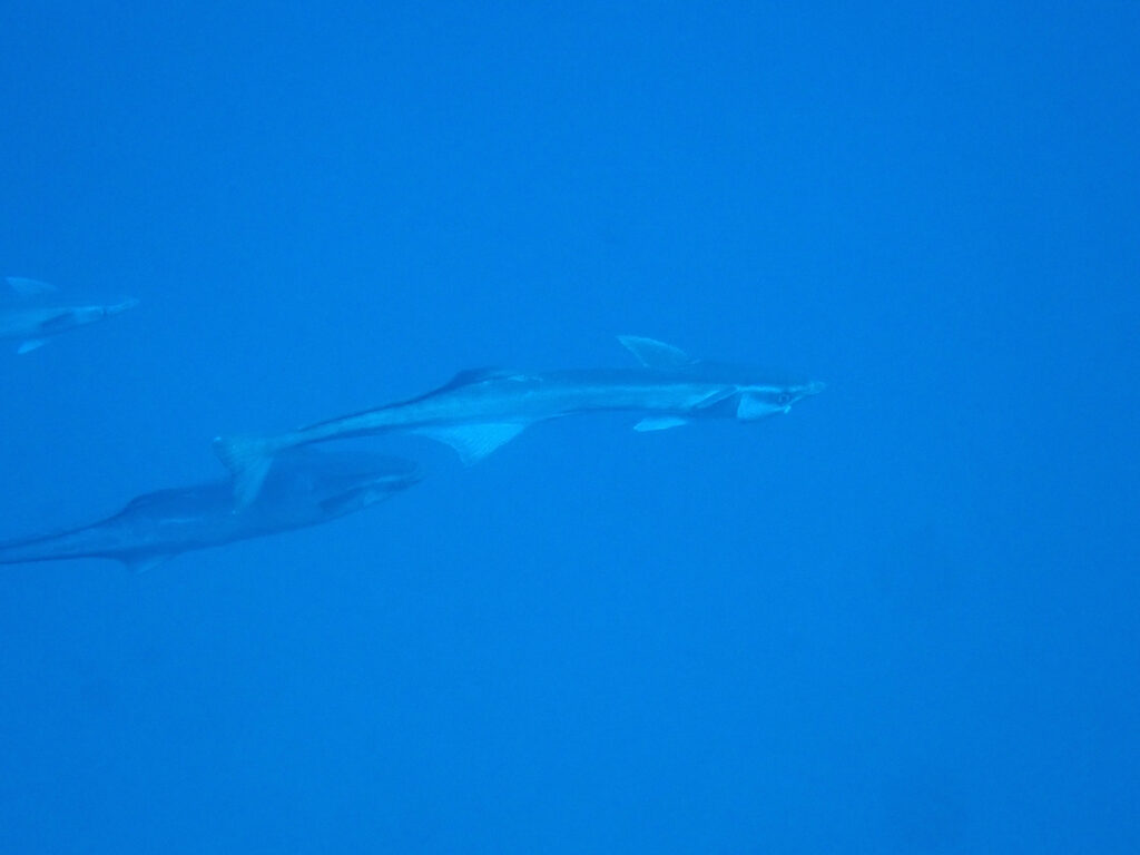 沖縄 ダイビング