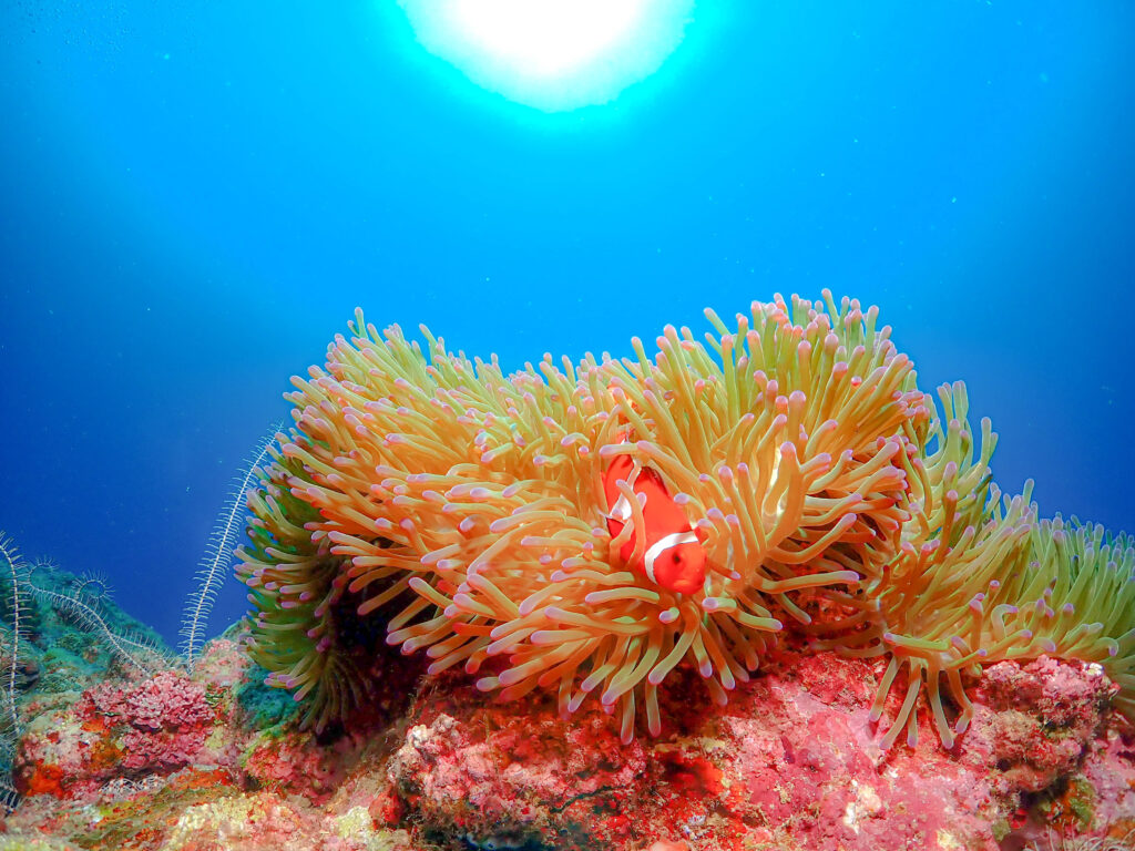 沖縄　ダイビングライセンス取得