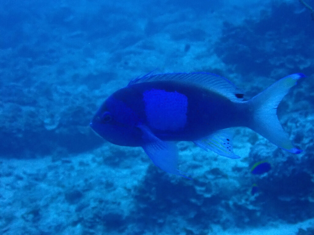 恩納村　ダイビングライセンス