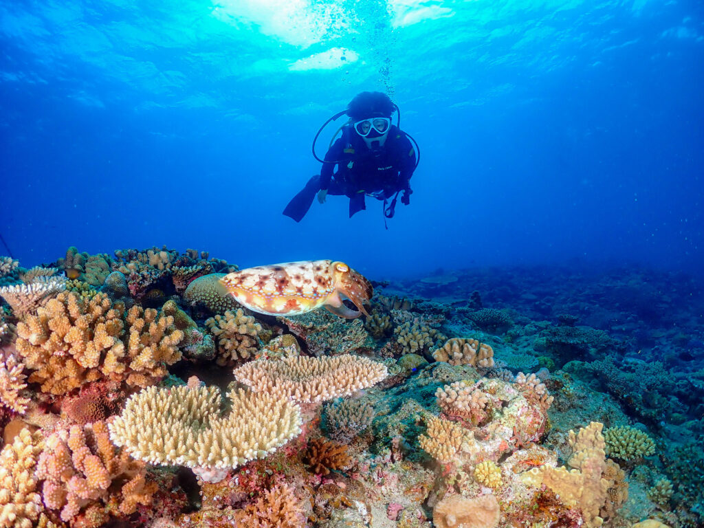 恩納村　ダイビングライセンス