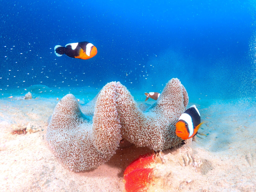 恩納村　ダイビングライセンス