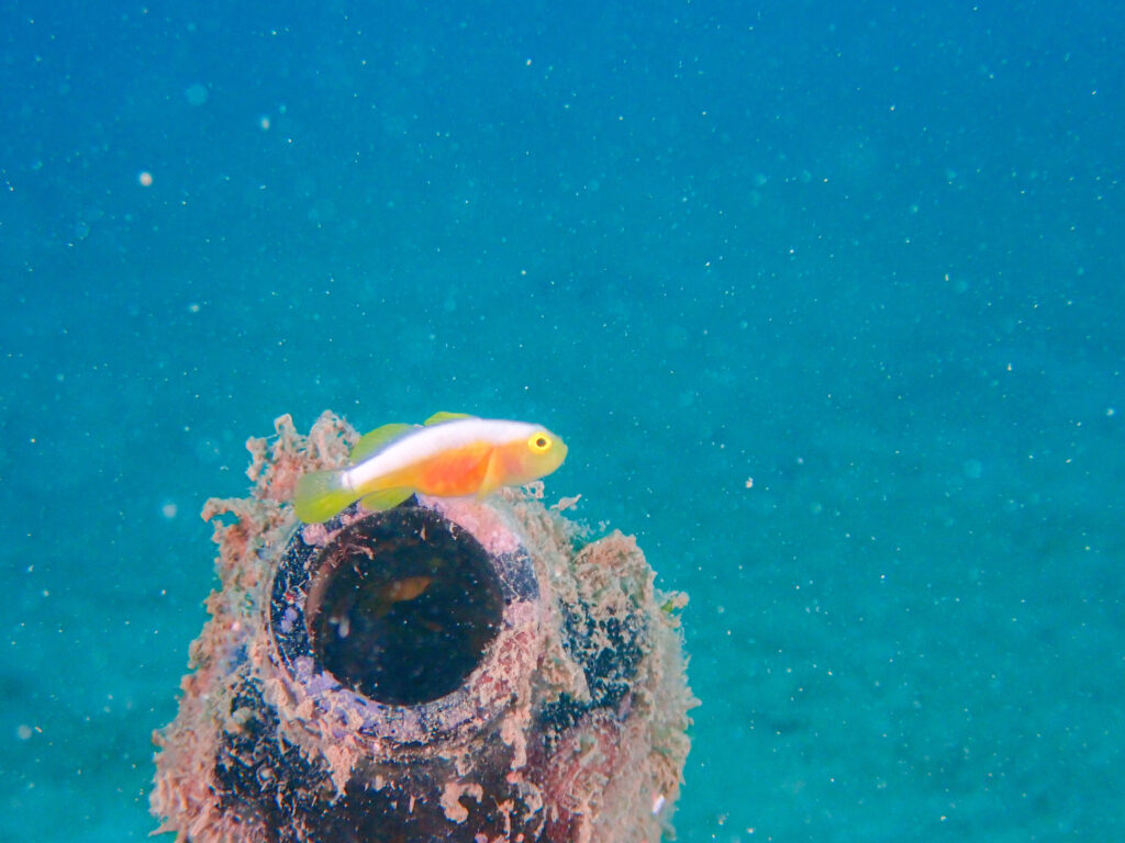 沖縄　ダイビング