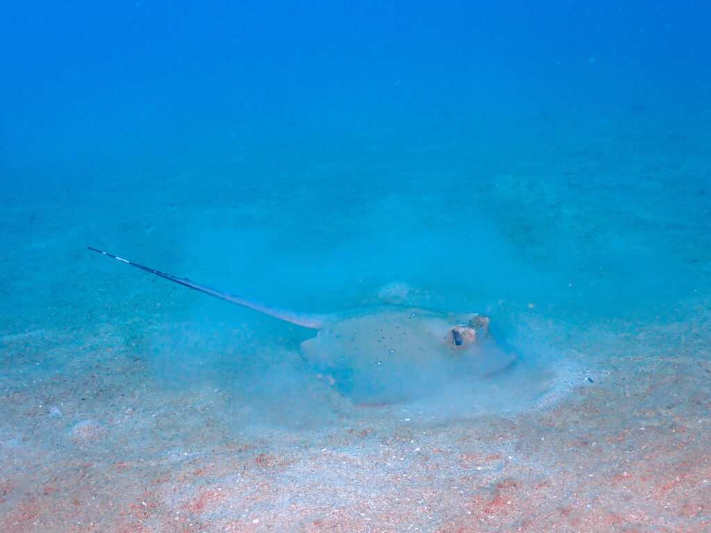 沖縄　ダイビング