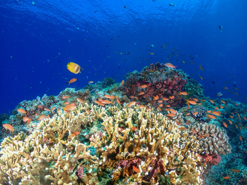 辺戸岬 ダイビング