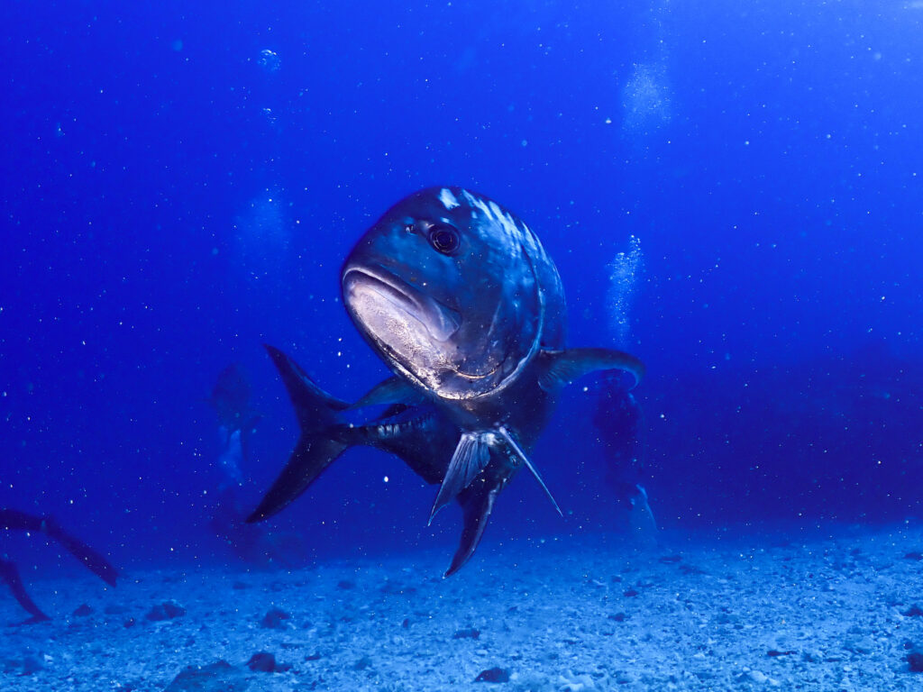 慶良間 ダイビング