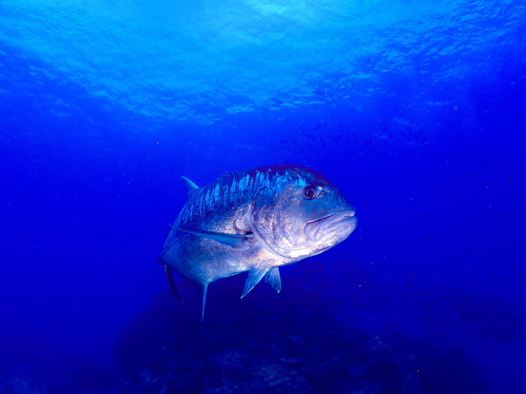 慶良間 ダイビング