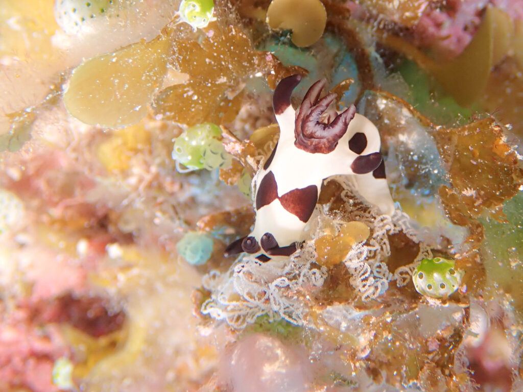 慶良間 ダイビング