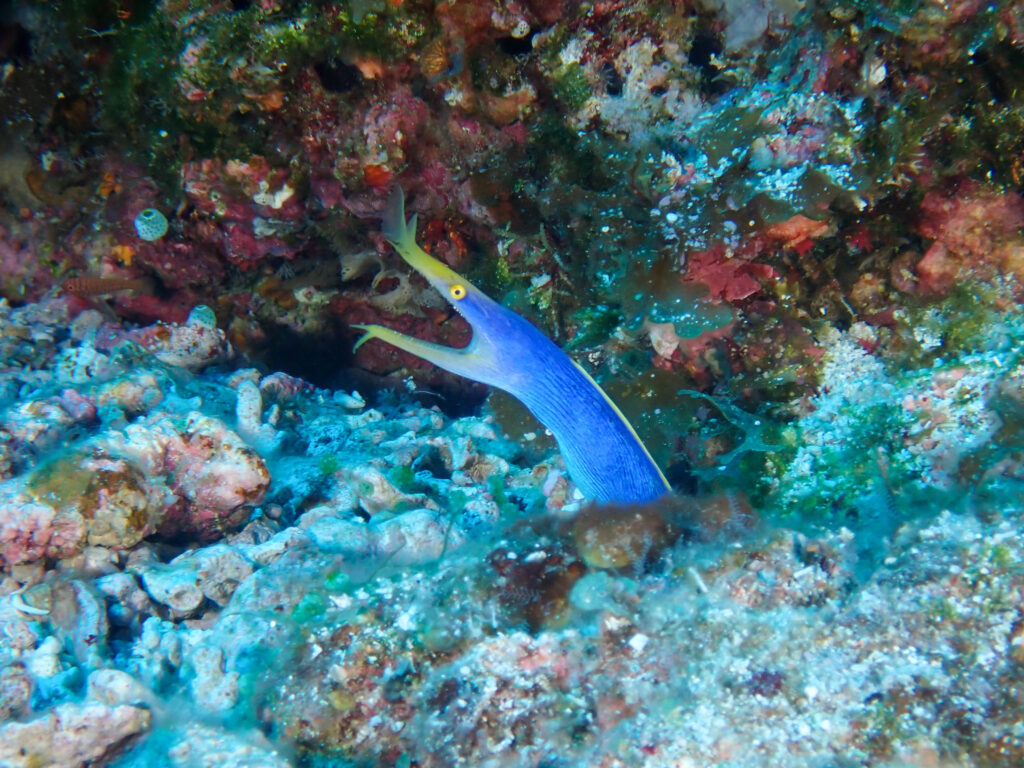 慶良間 ダイビング