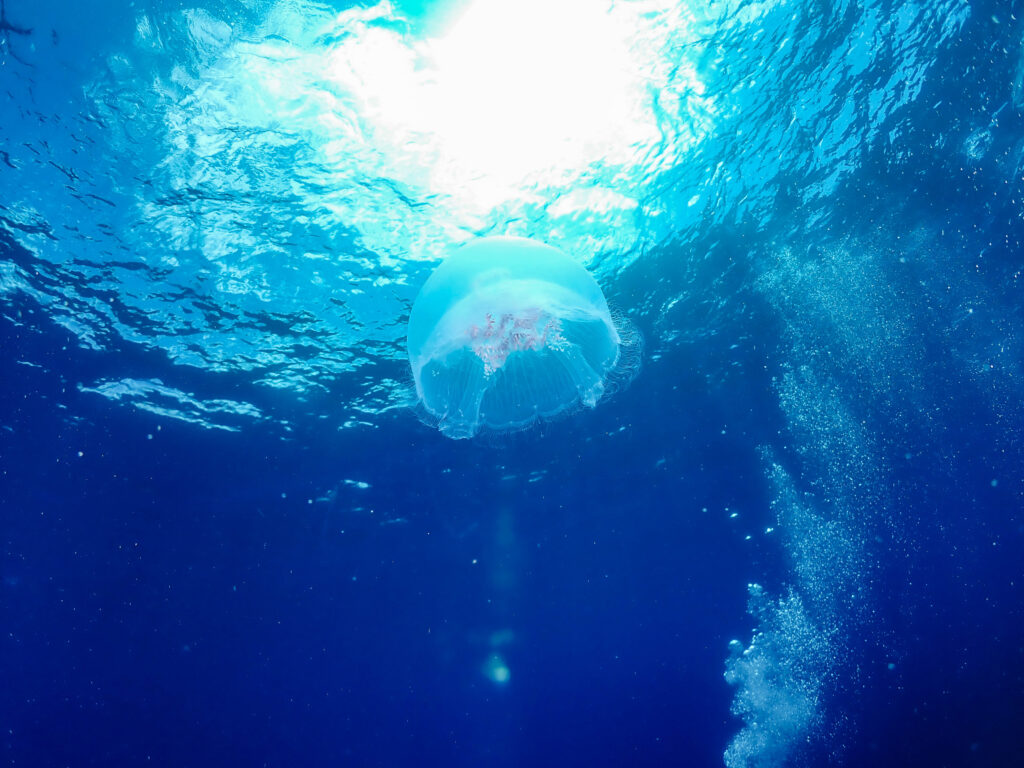 慶良間 ダイビング