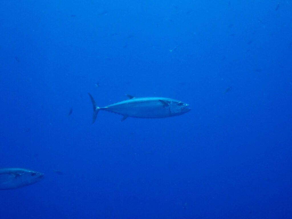 慶良間 ダイビング