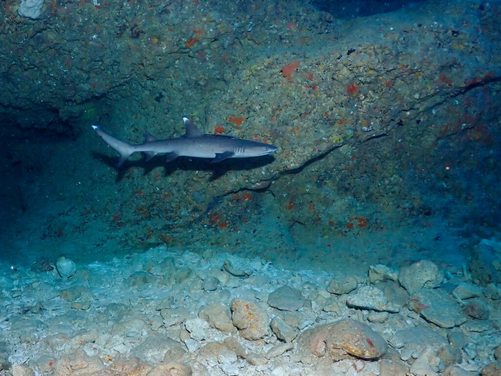 恩納村 ダイビングライセンス