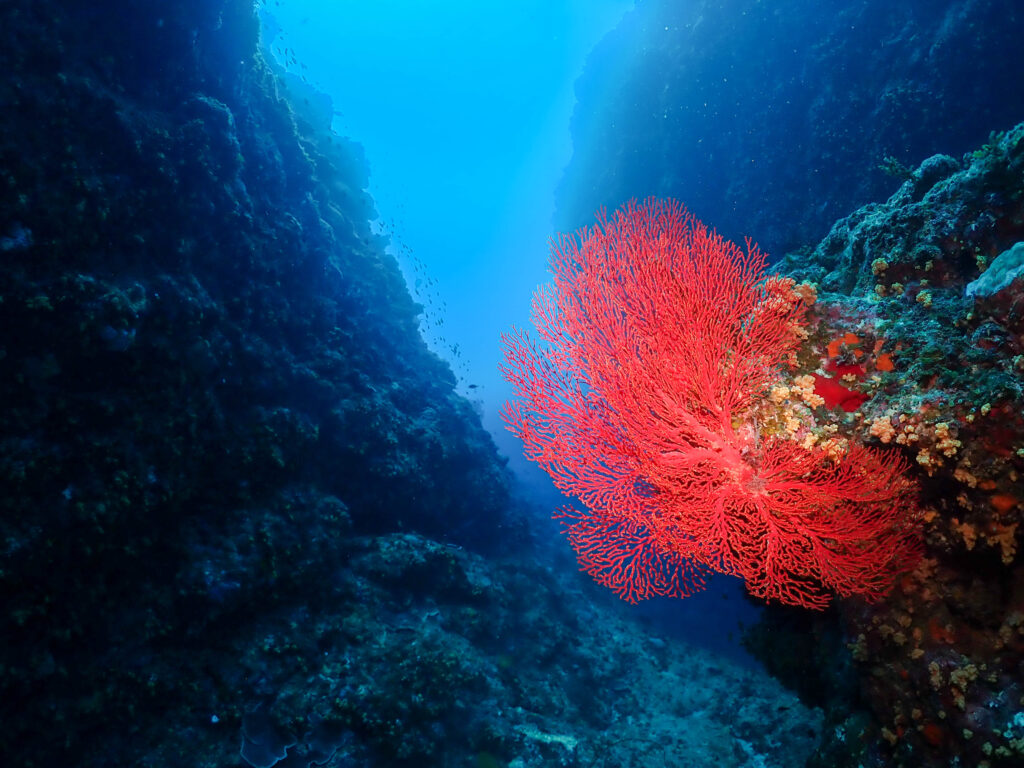 糸満　ダイビング