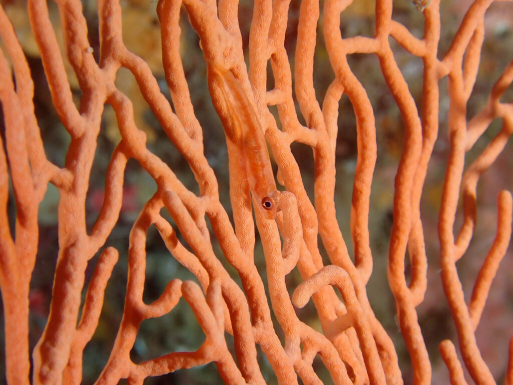 糸満　ダイビング