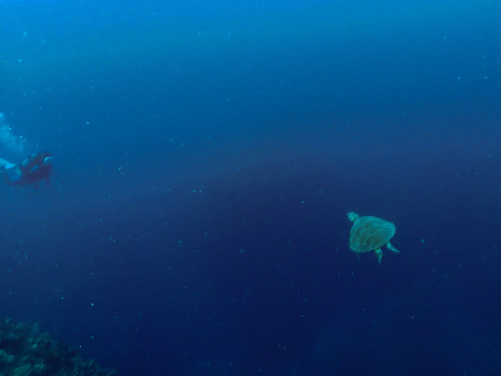 糸満　ダイビング