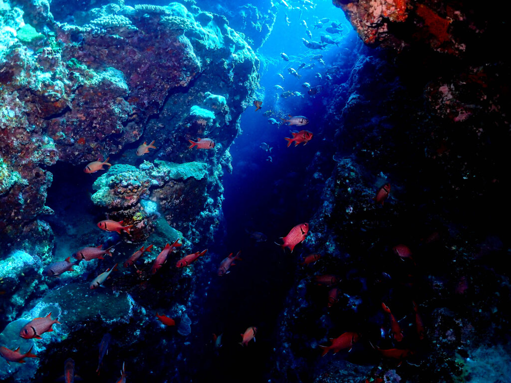 恩納村 ダイビング