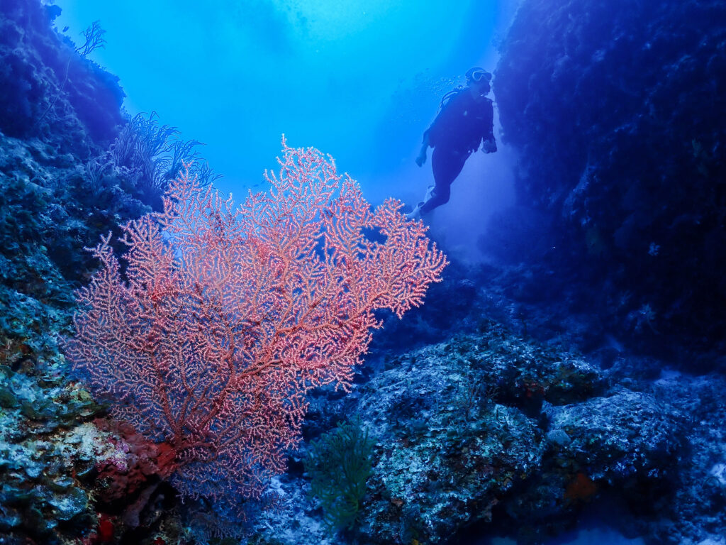 恩納村 ダイビング