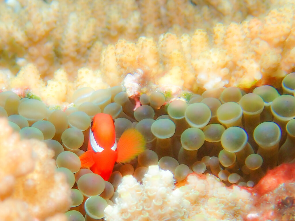 恩納村 ダイビング