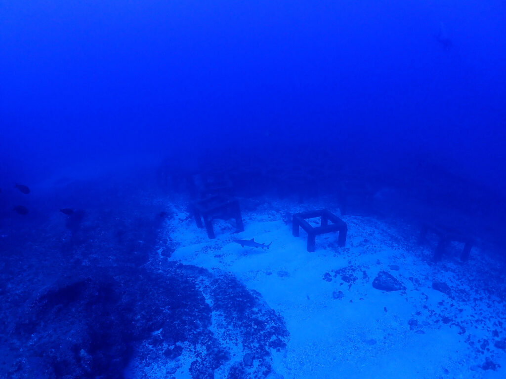 ネムリブカ　トライアングル