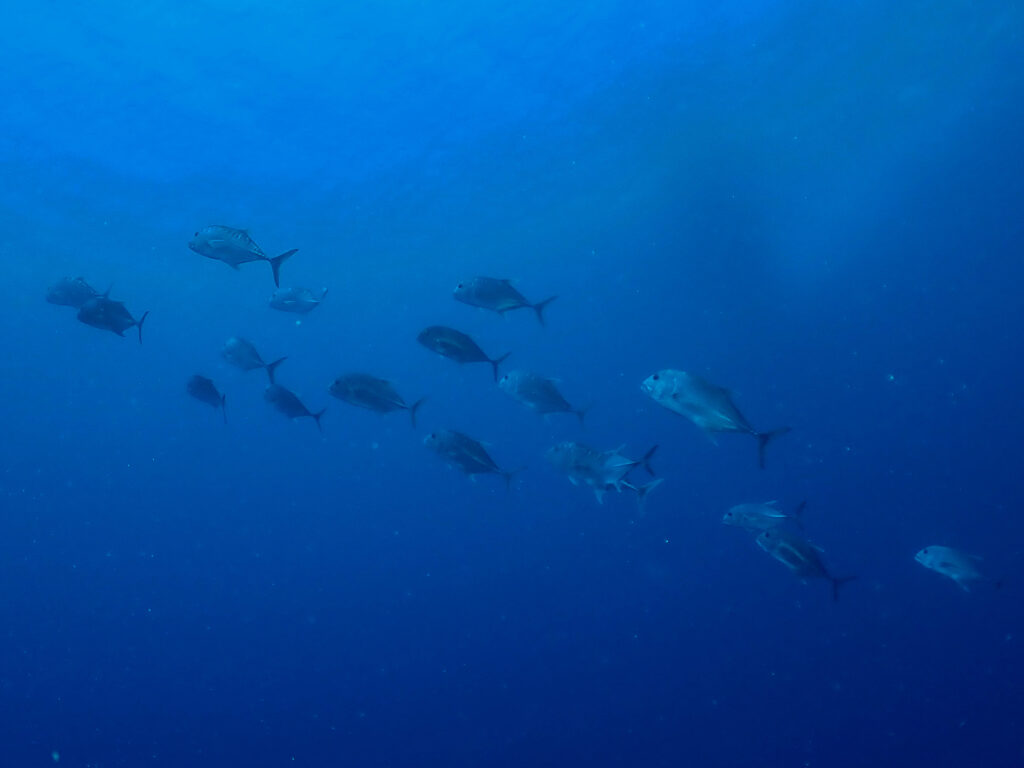 GT ロウニンアジ