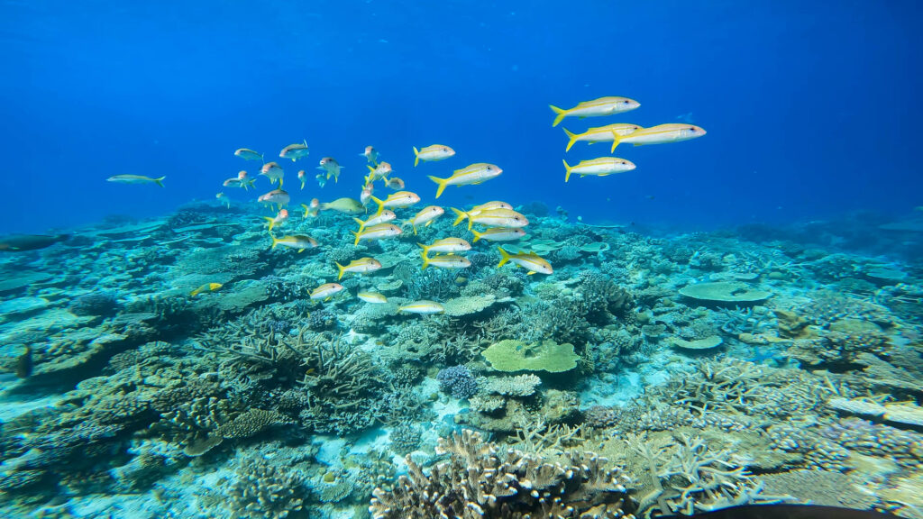 ボートチャーター 体験ダイビング