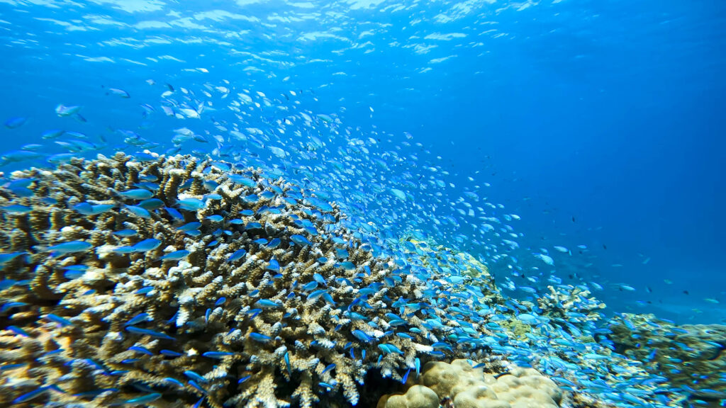 ボートチャーター 体験ダイビング