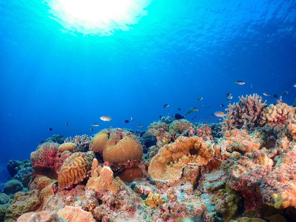 ボートチャーター 体験ダイビング