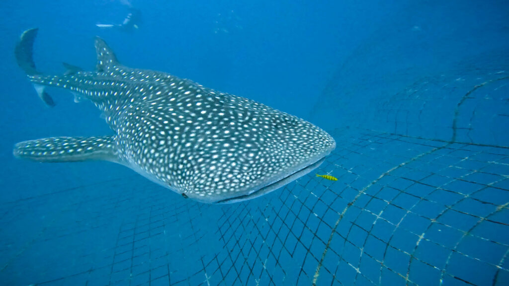 ジンベエ　ダイビング