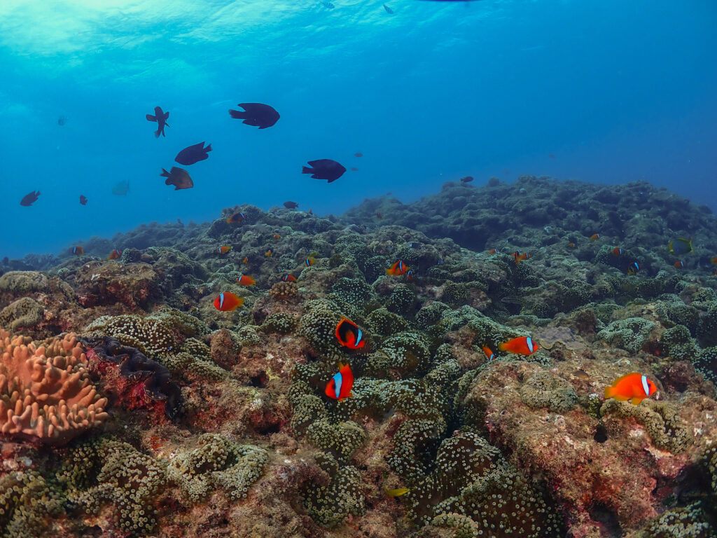 残波　ダイビング