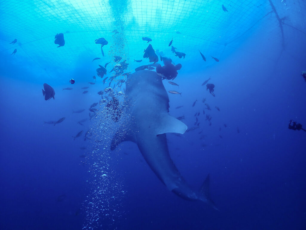 残波　ジンベエダイビング