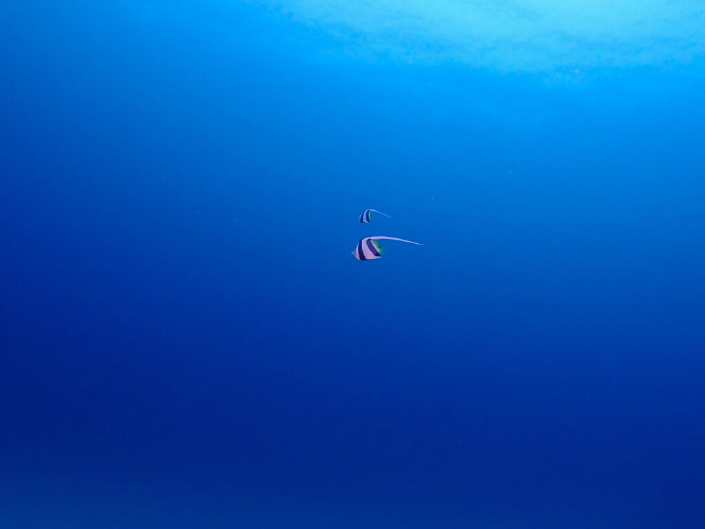 万座　ダイビング