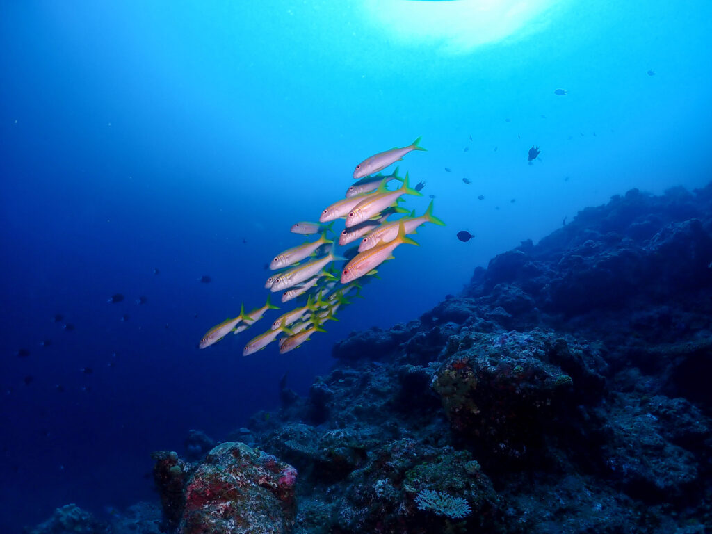 万座　ダイビング