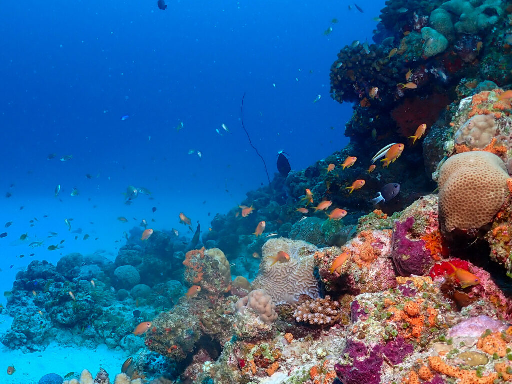 ダイビングライセンス講習 沖縄