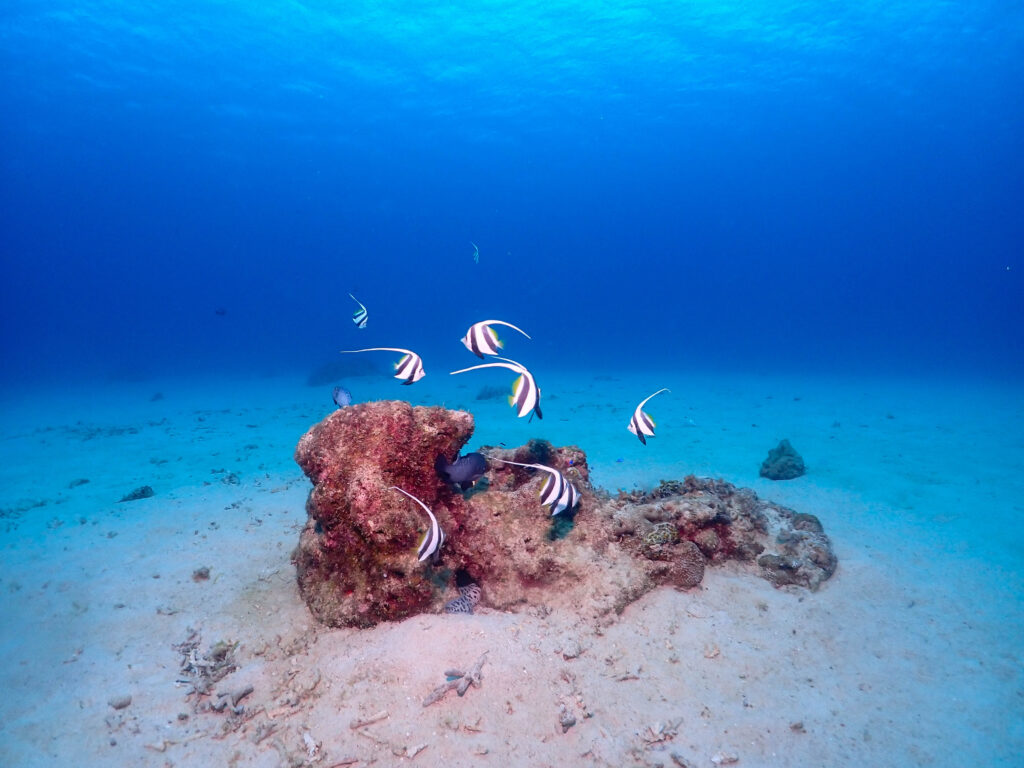 恩納村　ダイビングライセンス