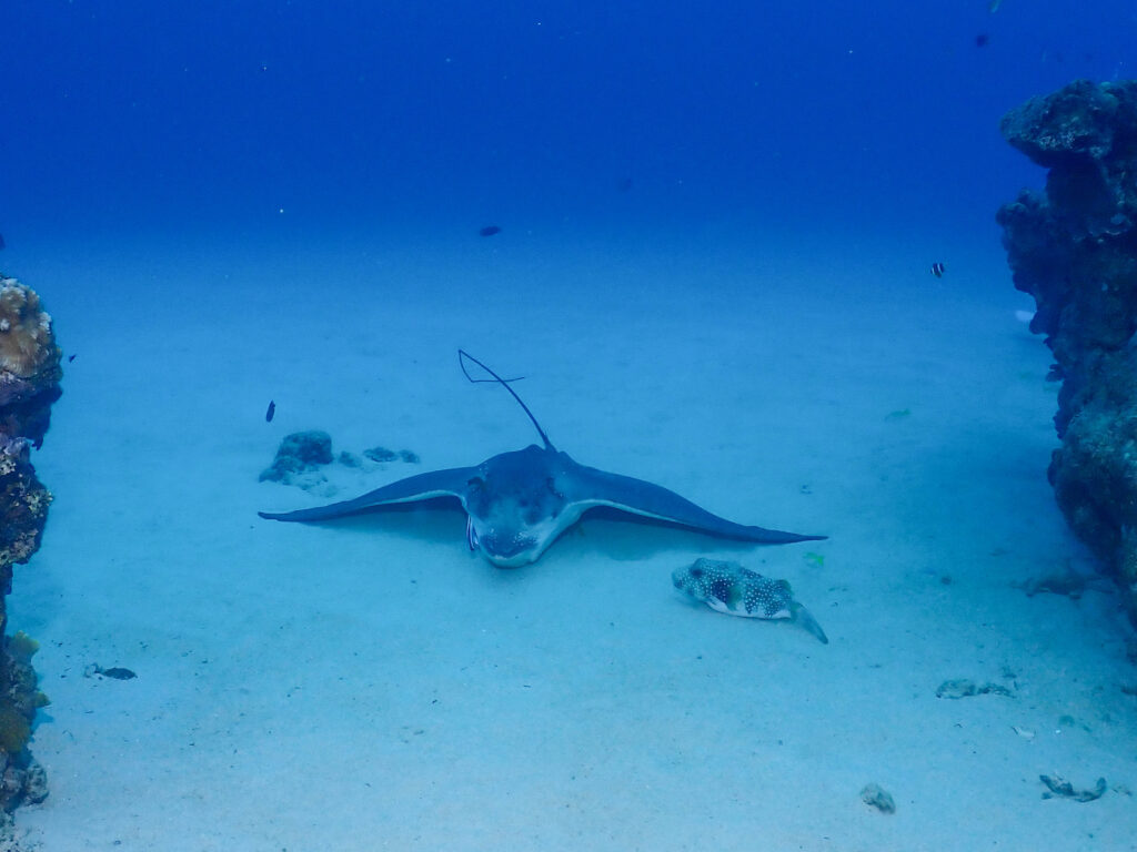 恩納村　ダイビングライセンス