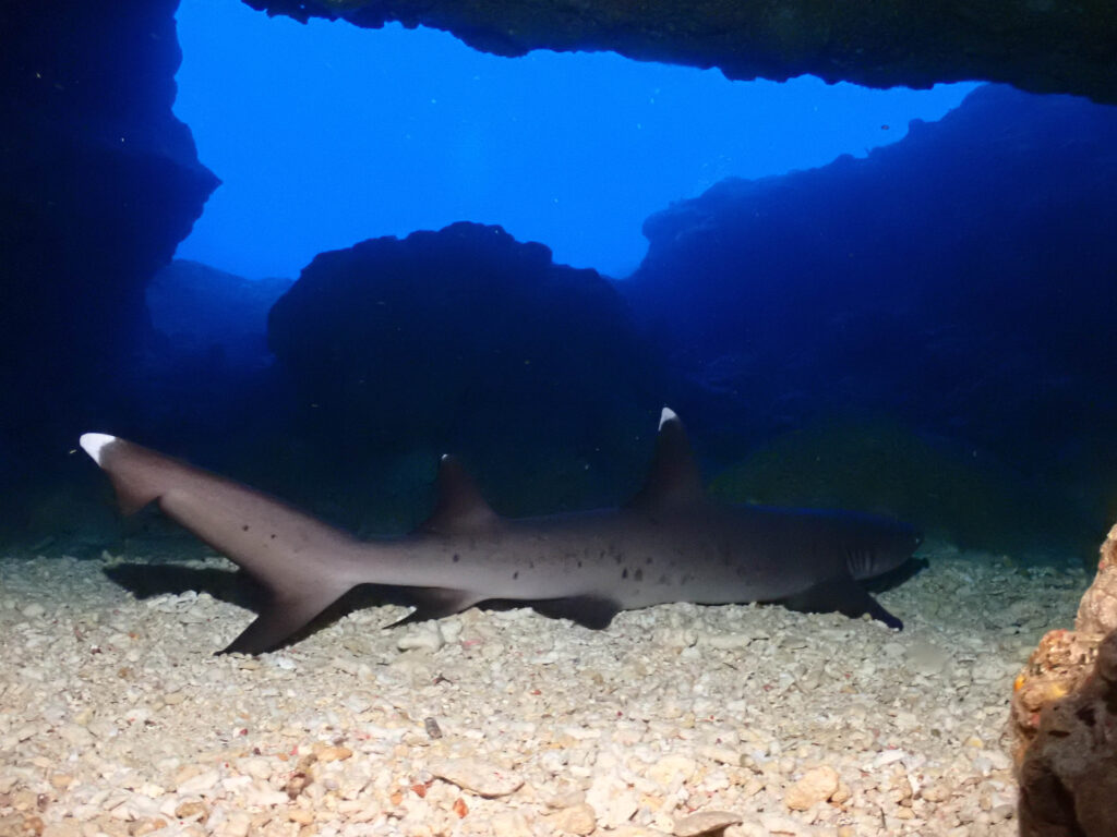 恩納村　ダイビングライセンス