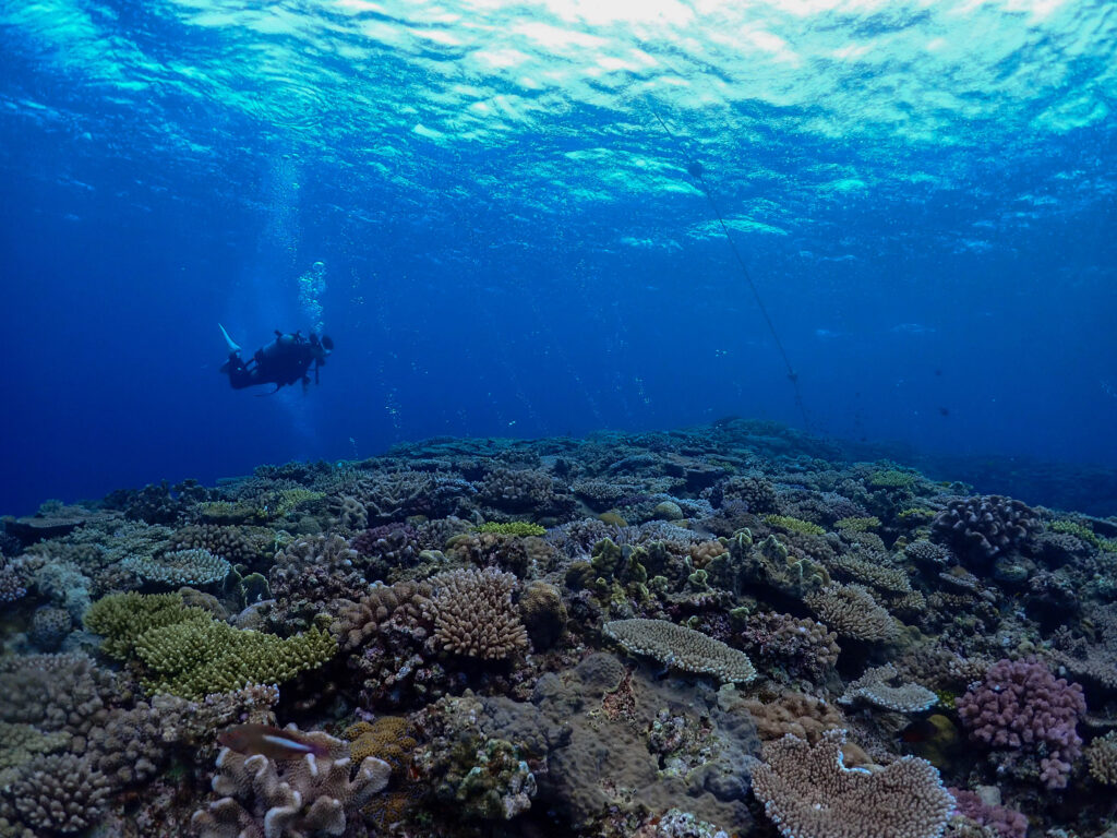 恩納村　ダイビングライセンス