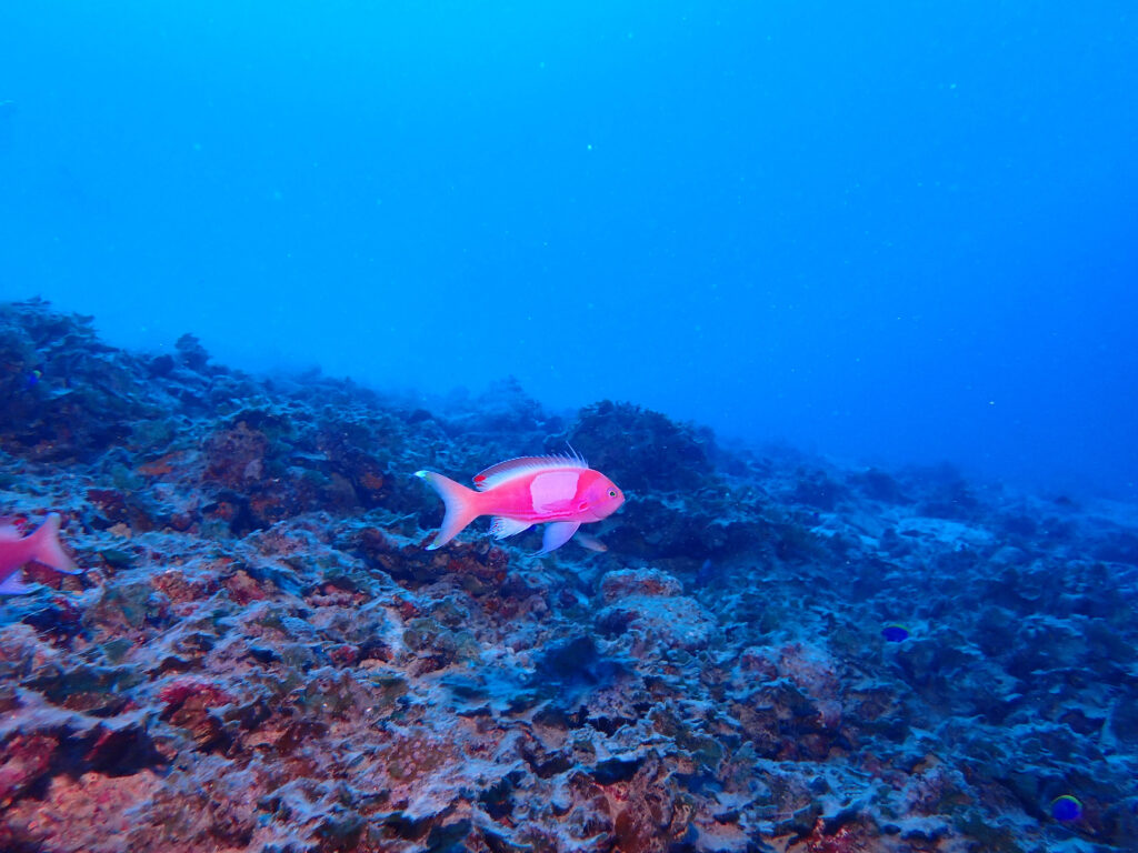 沖縄 ダイビングライセンス取得