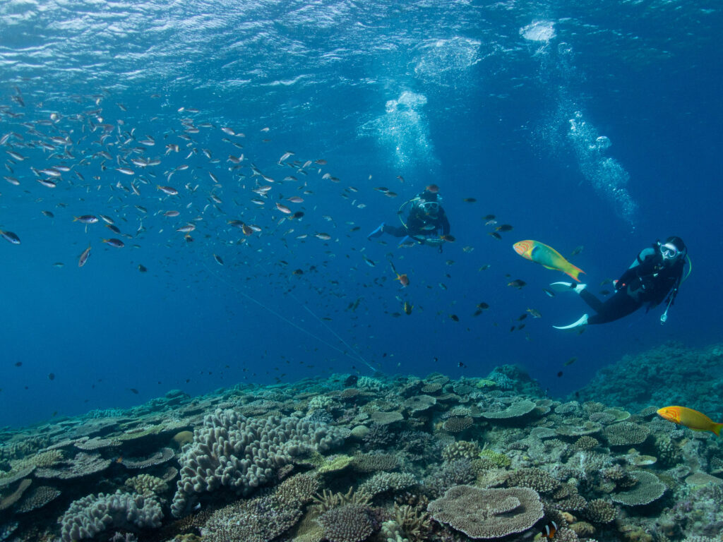 沖縄 ダイビングライセンス取得