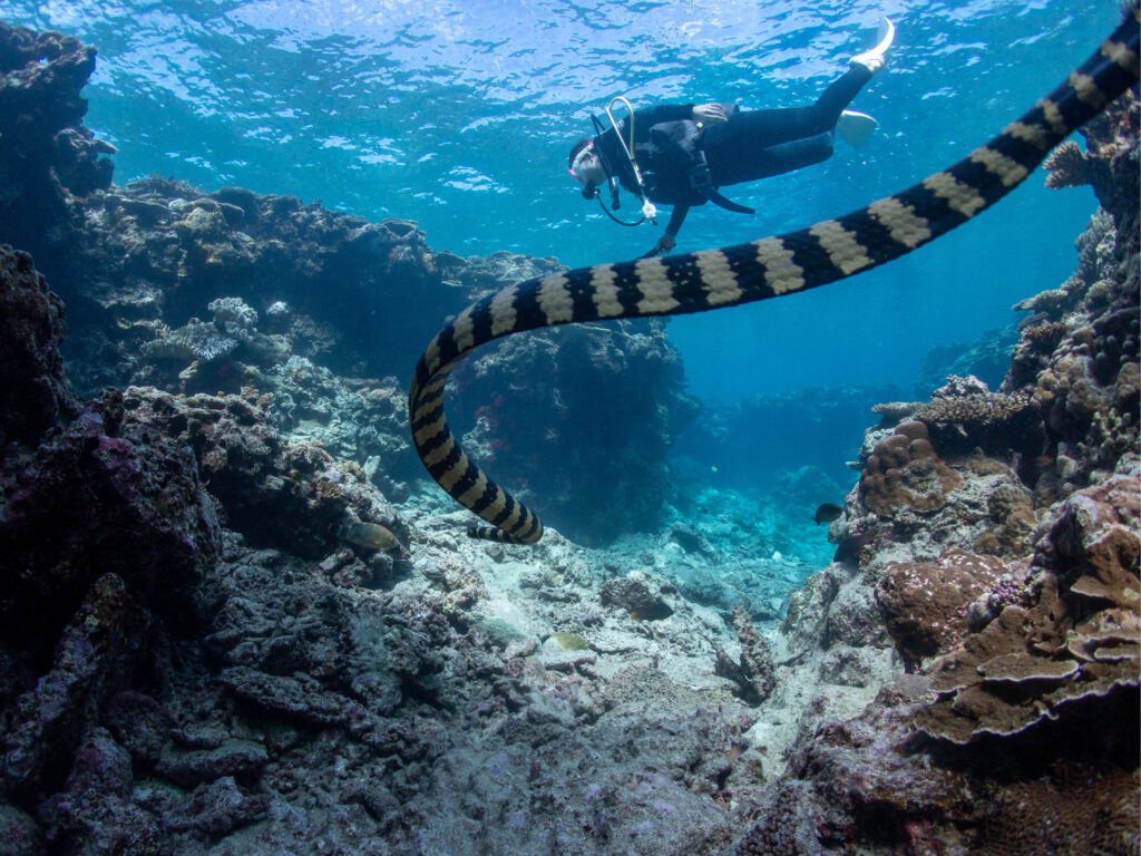 沖縄 ダイビングライセンス取得